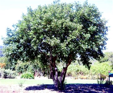 A small Kiggelaria africana tree or Wild Peach. Photo taken in Cape Town.