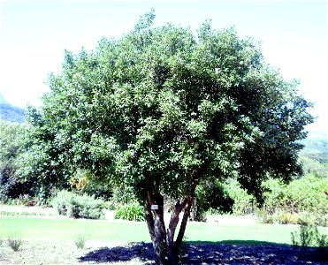 Kiggelaria africana tree. Small specimen growing in Cape Town. - Free ...