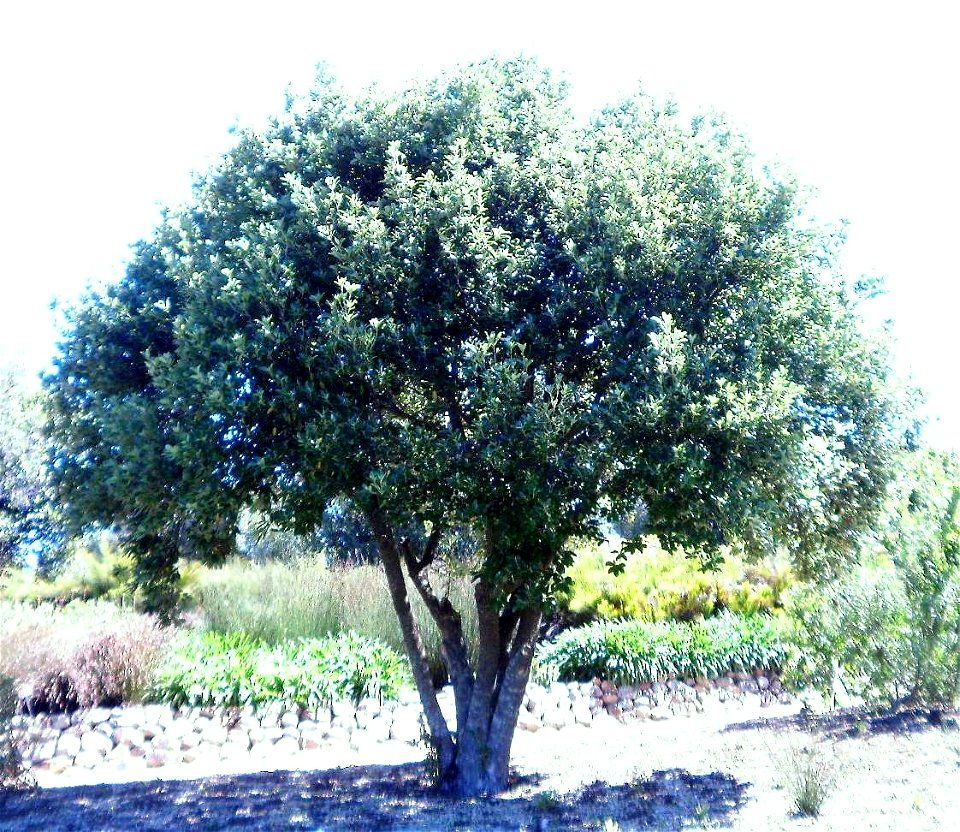 Small Kiggelaria africana Wild Peach tree. Photo taken in Cape Town.