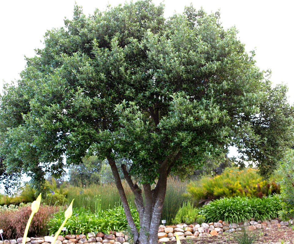 Kiggelaria africana tree. Cape Town.