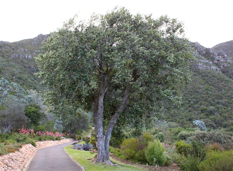 Kiggelaria africana tree. The Cape Peach. Photo taken on Table Mountain.