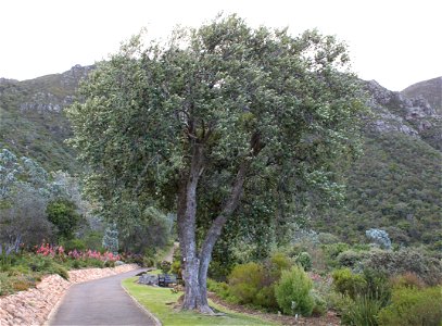 Kiggelaria africana tree. The Cape Peach. Photo taken on Table Mountain. photo