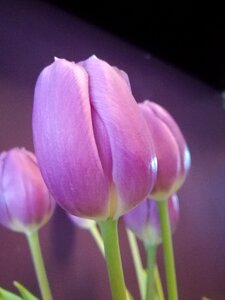 Tulip pink flowers photo