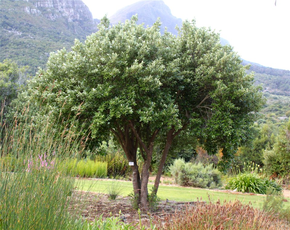 Kiggelaria africana tree. Small specimen growing in Cape Town. - Free ...