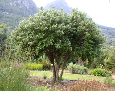 Kiggelaria africana tree. Small specimen growing in Cape Town.