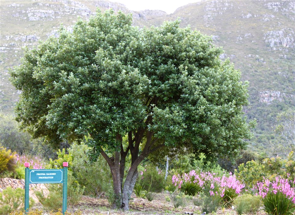 Kiggelaria africana tree. Small specimen growing on lower slopes of Table Mountain.