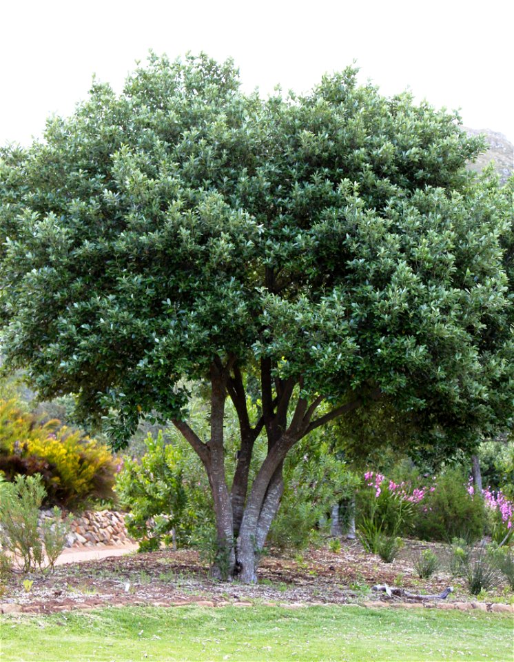 Kiggelaria africana tree. Cape Town.