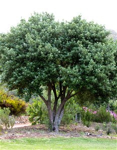 Kiggelaria africana tree. Cape Town.