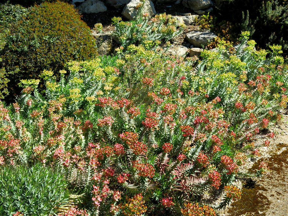 Euphorbia rigida in the domaine des Colombières (Alpes-Maritimes, France).