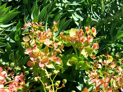 Euphorbia rigida in the domaine des Colombières (Alpes-Maritimes, France).