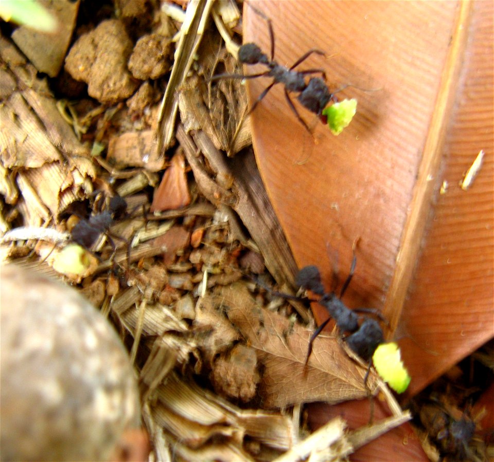 ants carring fruit