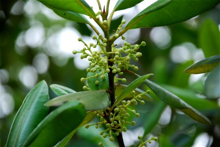 flores de guanandi