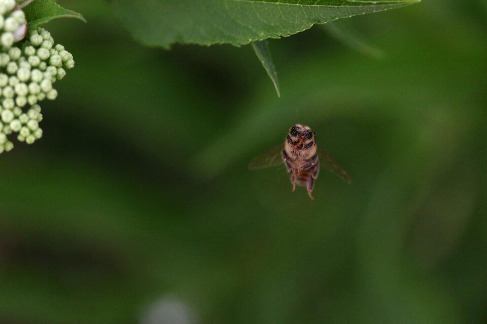 Insecta flight nature