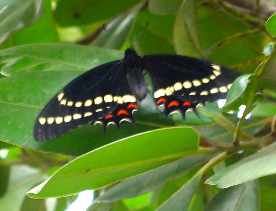 butterfly in guanandy