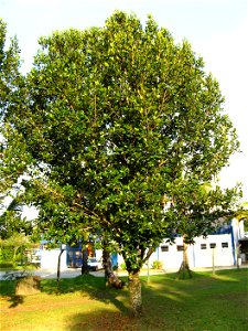 guanandi, litoral paulista