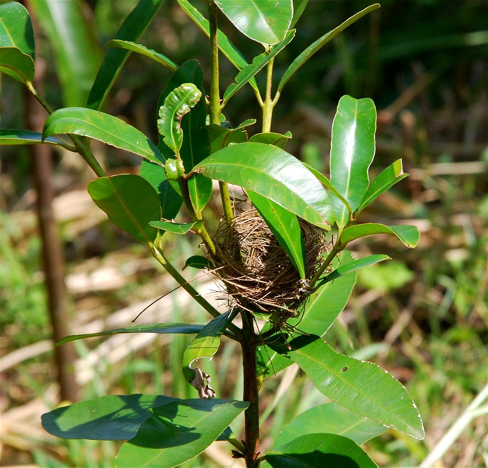 Calophyllum brasiliense DSC 0279B