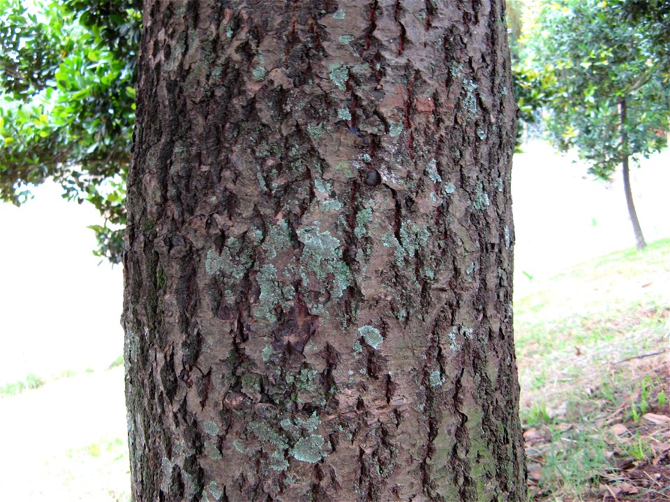 Calophyllum brasiliense in Aclimação (São Paulo City)IMG0429
