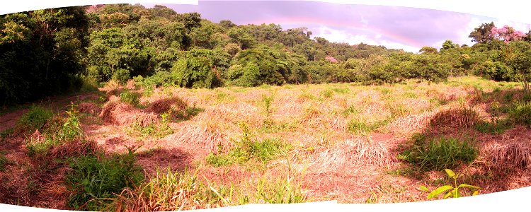 campo de plantio de guanandis em mococa-SP