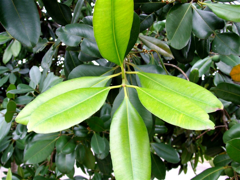pic by myself, at Sao Paulo Botanic Garden, a special area of the most planted trees there (70 guanandis calophyllum brasiliensis trees), at Parque do Estado, Sao Paulo city, Brazil.

Foto tirada por 