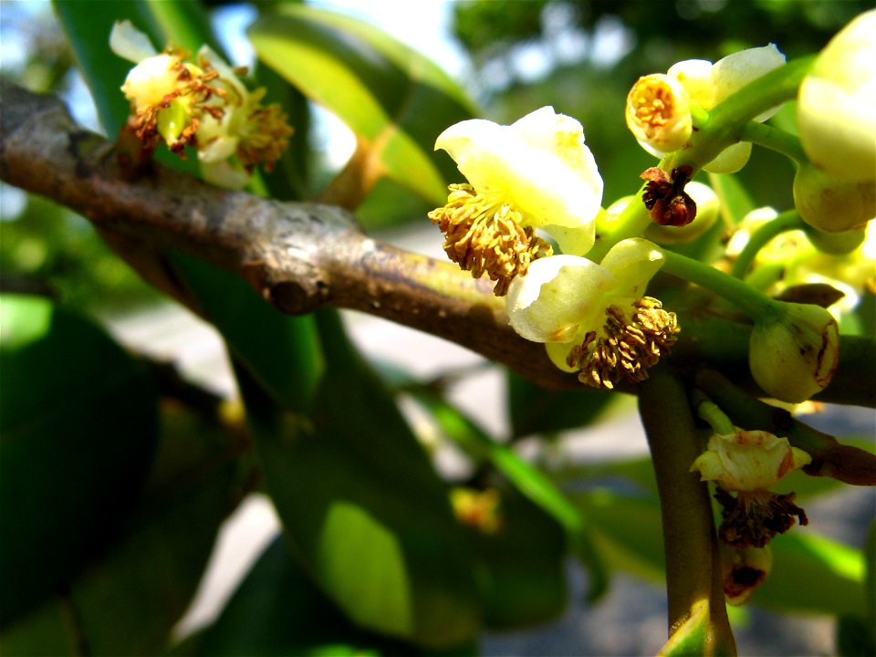 flores