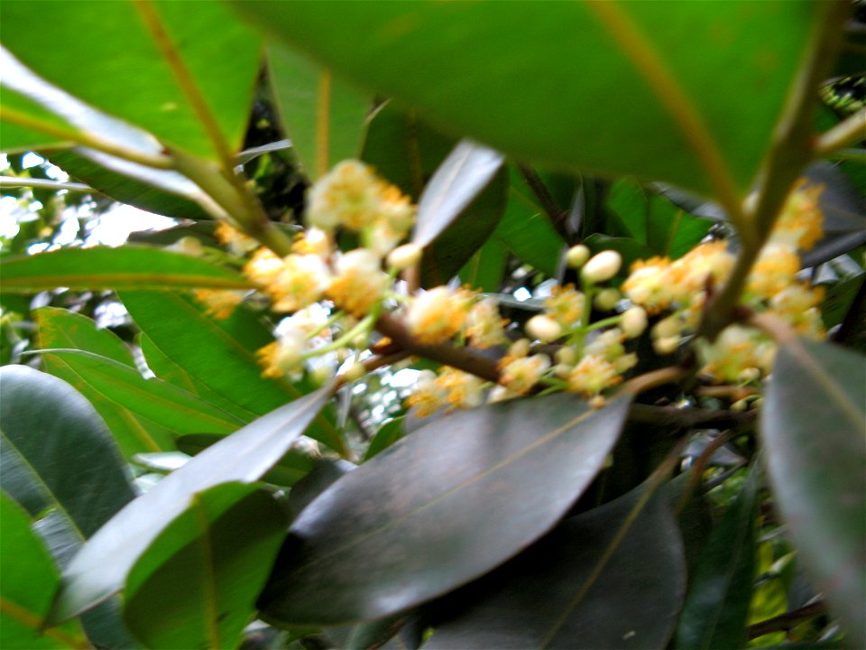 flores de guanandi calophyllum brasiliensis