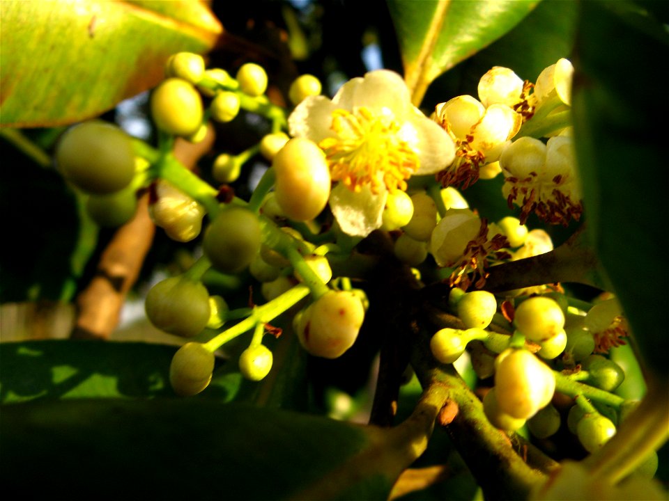 florfemininaguanandi