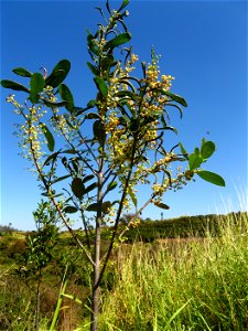 flowered planted guanandi