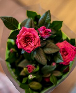 Tender rose flower delicate flowers