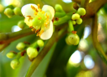 flor de guanandi