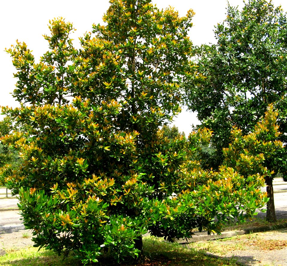 great leaves production of guanandi