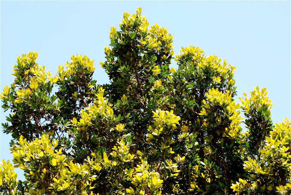 folhagem de guanandi