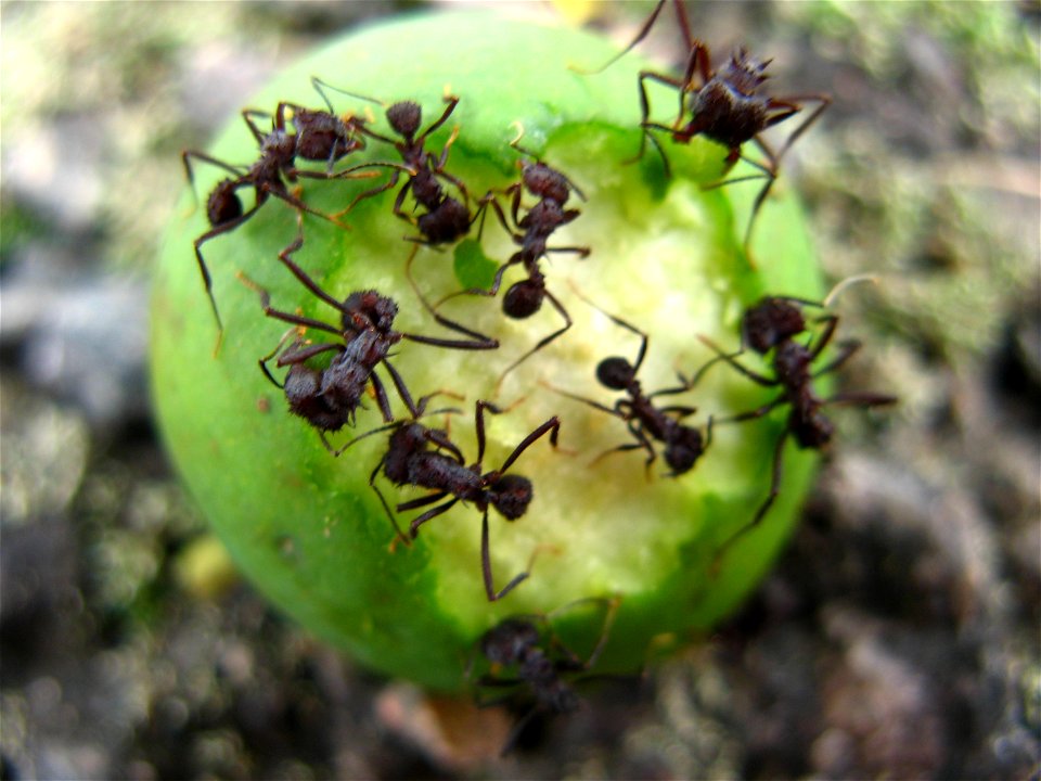 formigas despolpando guanandi