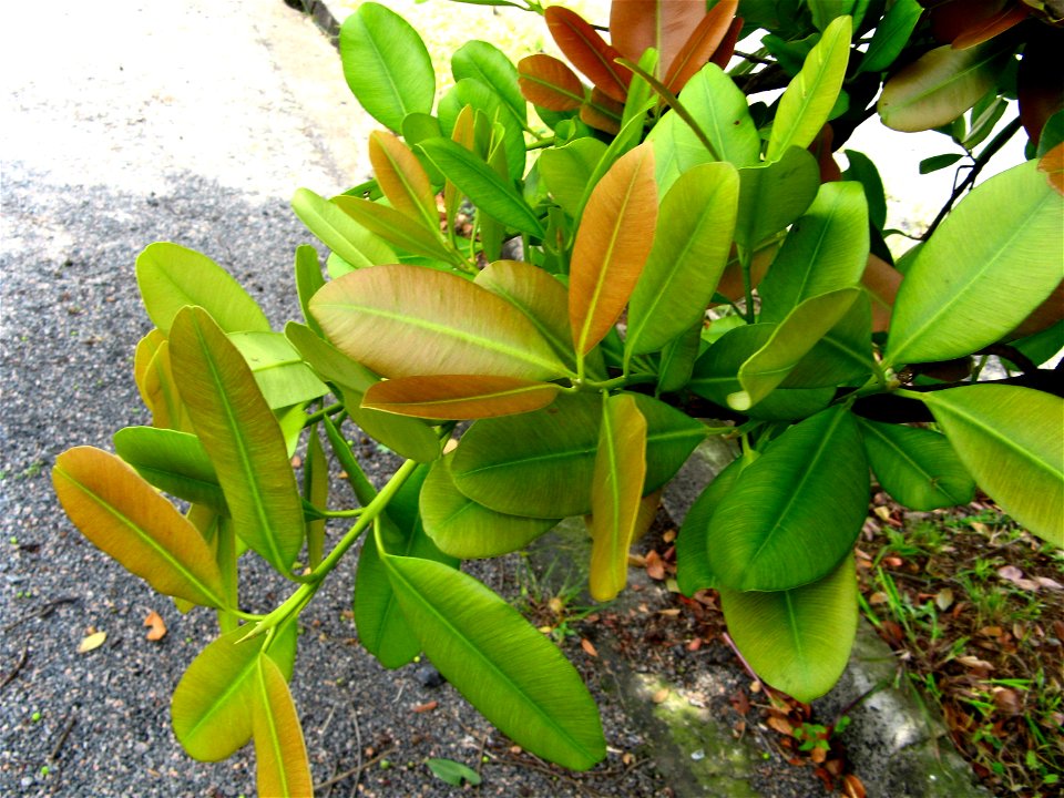 very strong foliage criation