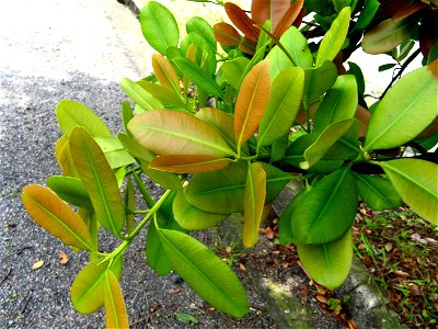 very strong foliage criation