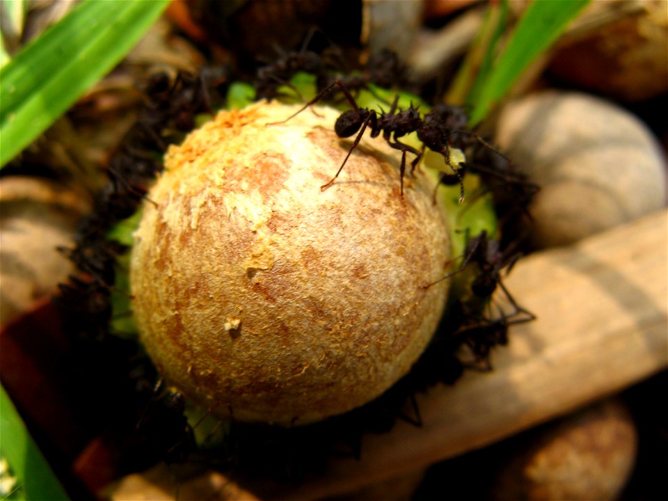 ant eating guanandi fruit