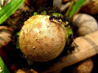 ant eating guanandi fruit
