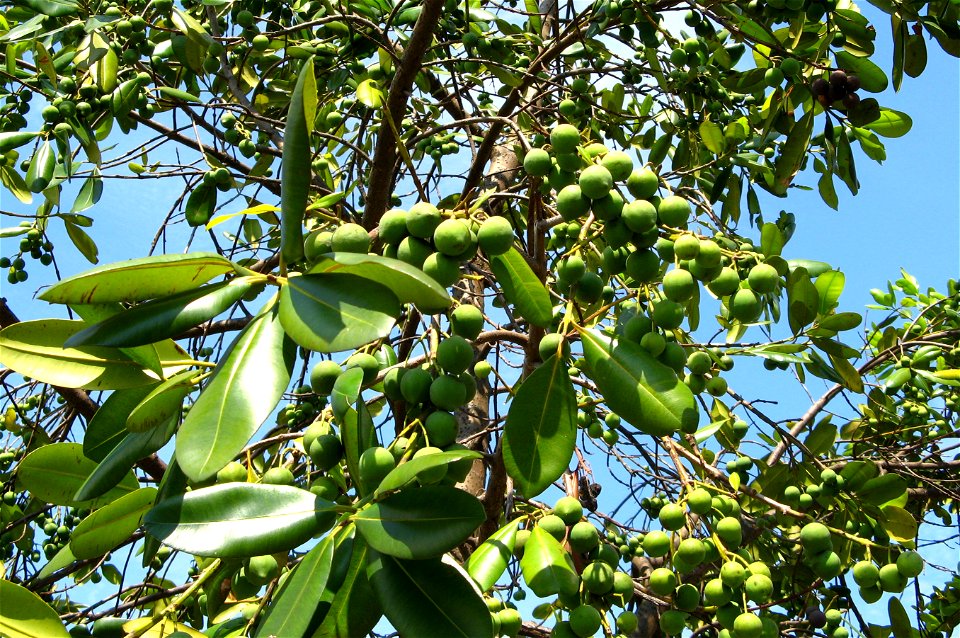fruacao