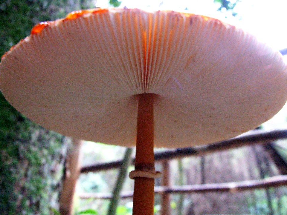 funghi beside guanandi