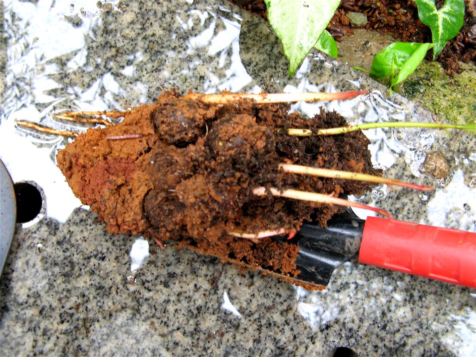 germinacao de sementes de guanandi