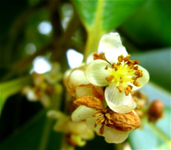 flor guanandi