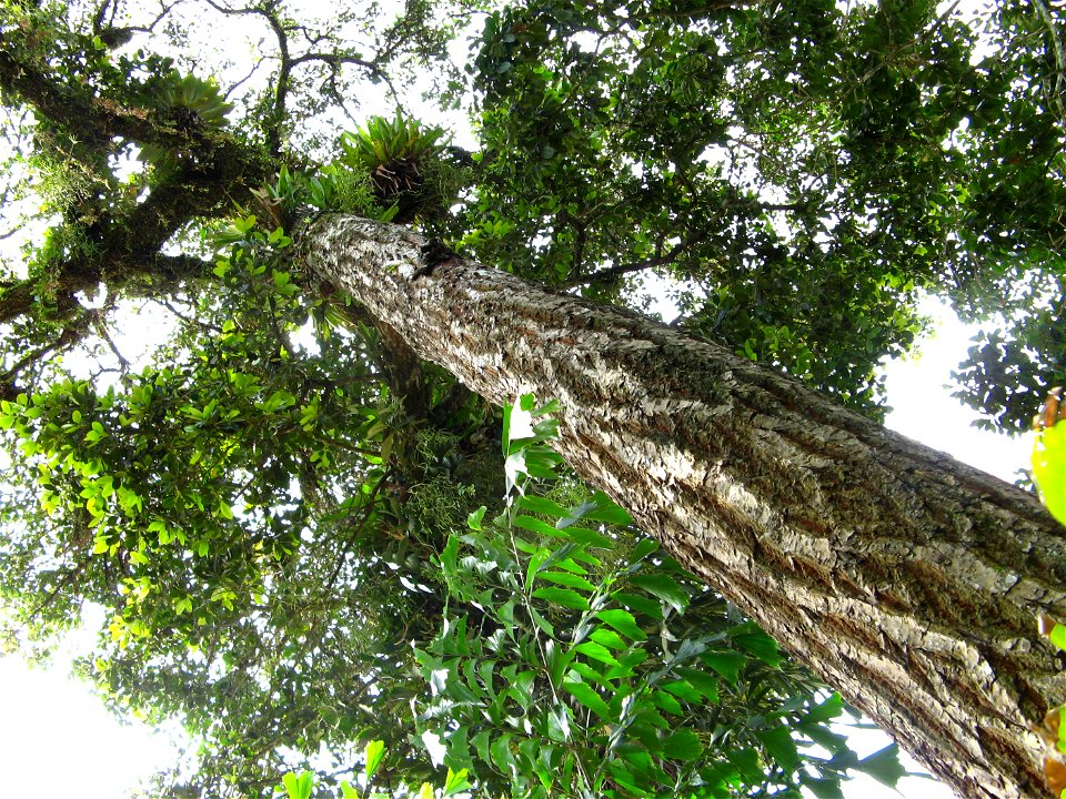 adult guanandi tree