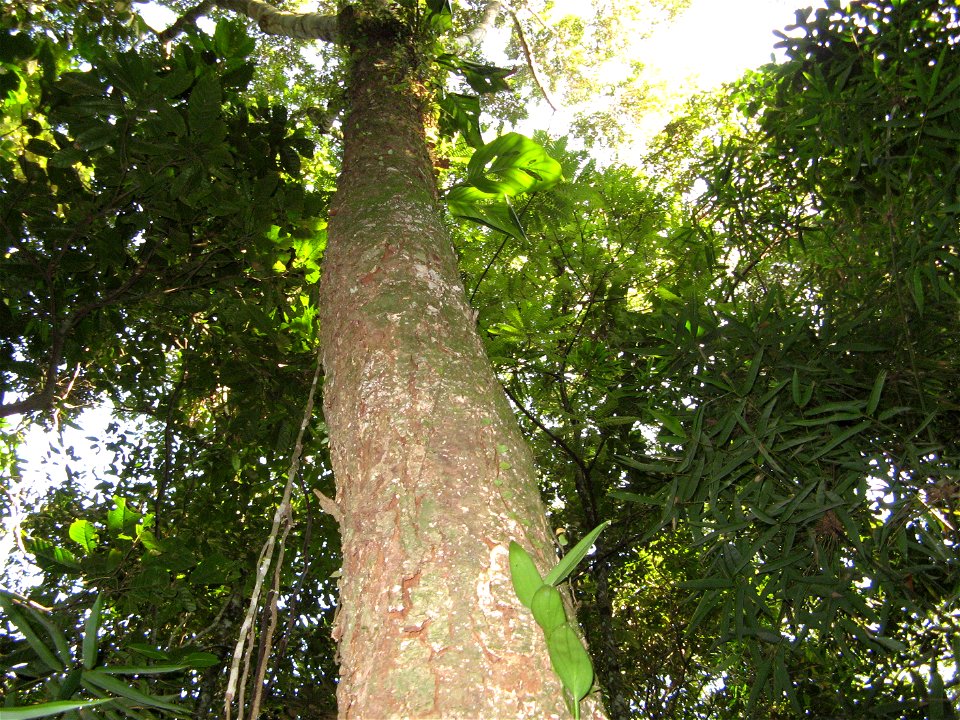guanandi (Calophyllum brasiliensis)