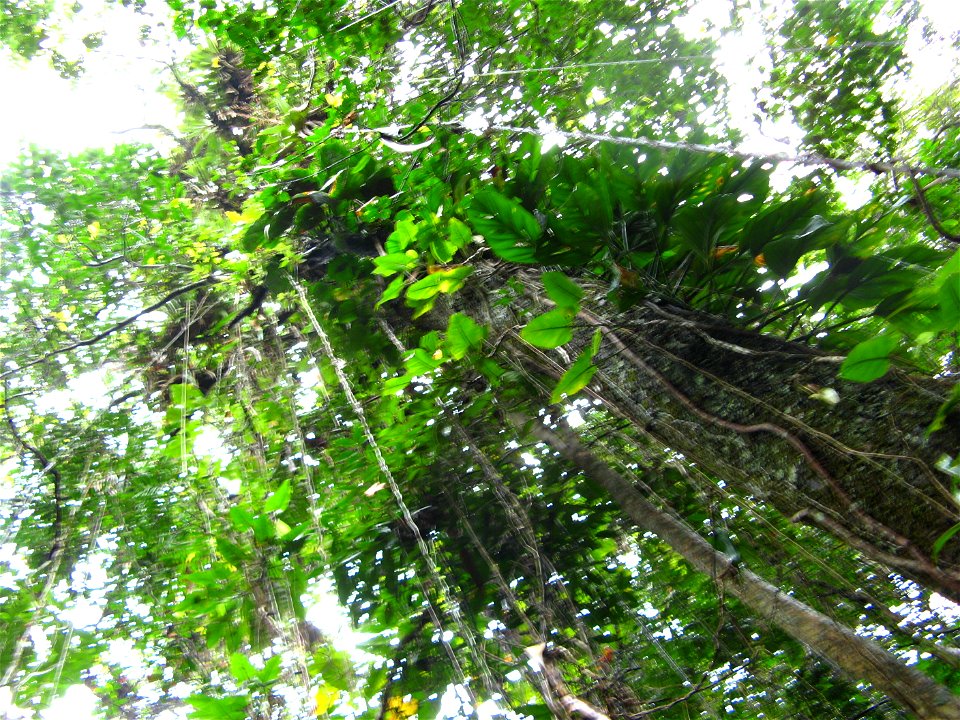 guanandi tree, with lot of vegetal life