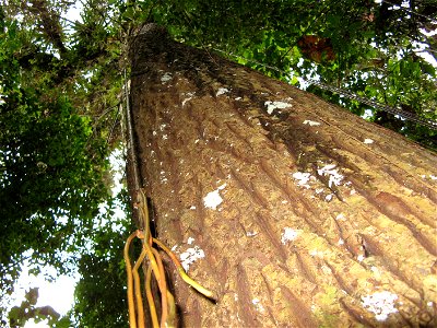 guanandi tree at paranagua PR BRAZIL
