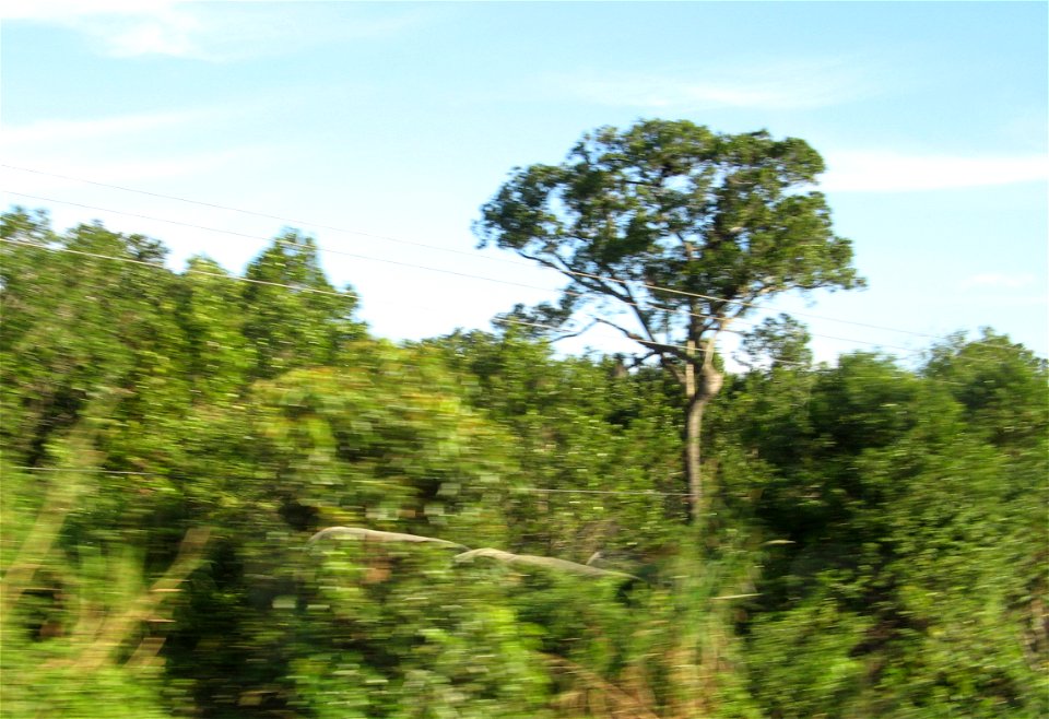 guanandis Calophyllum brasiliense