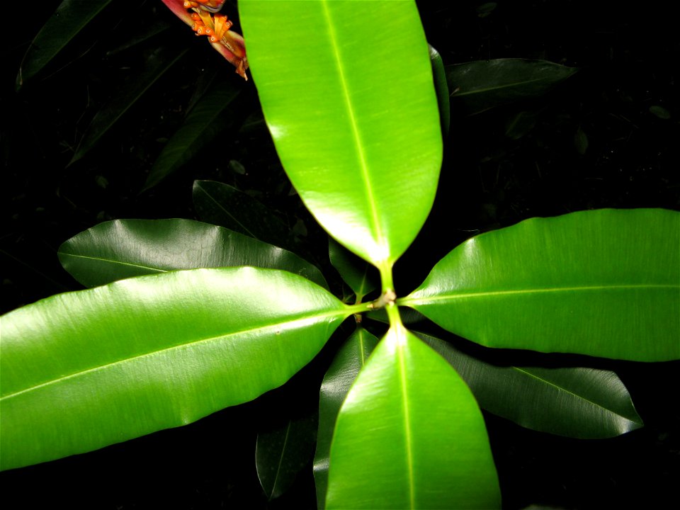 guanandifolhas opostas