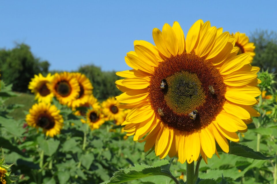 Sunny summer blossom photo