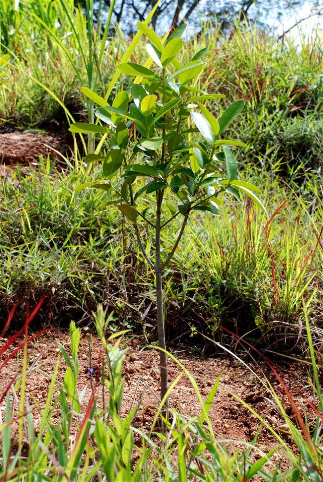 guanandi plantado