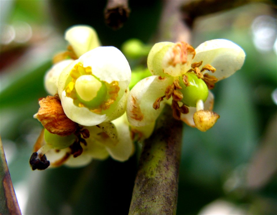 guanandi fecunded flowers