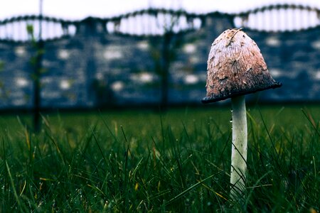 Poison in the fall of mushrooms